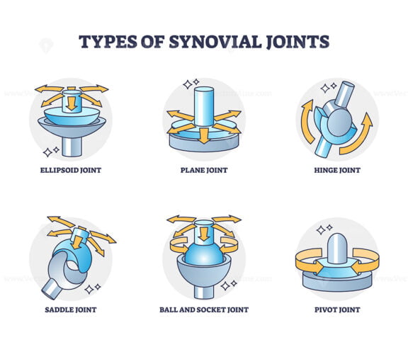 Types of synovial joints movement classification for body outline diagram