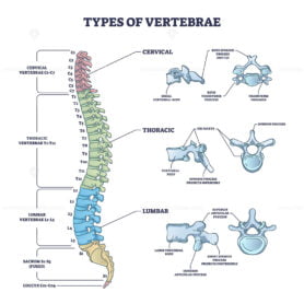Types of vertebrae and cervical, thoracic and lumbar division outline diagram