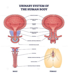 Urinary system of human body and gender structure differences outline diagram