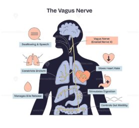Vagus nerve diagram shows its path from brain to organs, highlighting heart, lungs, and digestive system functions. Doodle style diagram