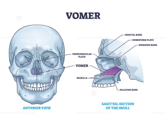 Vomer bone with facial skeleton and frontal nasal cavity outline diagram